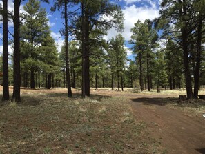 View of Pine Trees on Property