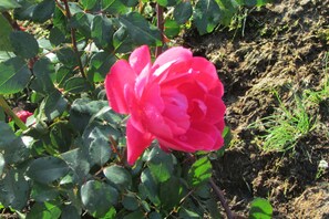 Roses in front of the house.