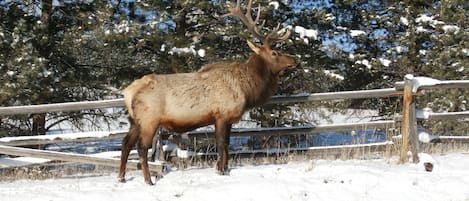 Local Wildlife (bull elk)