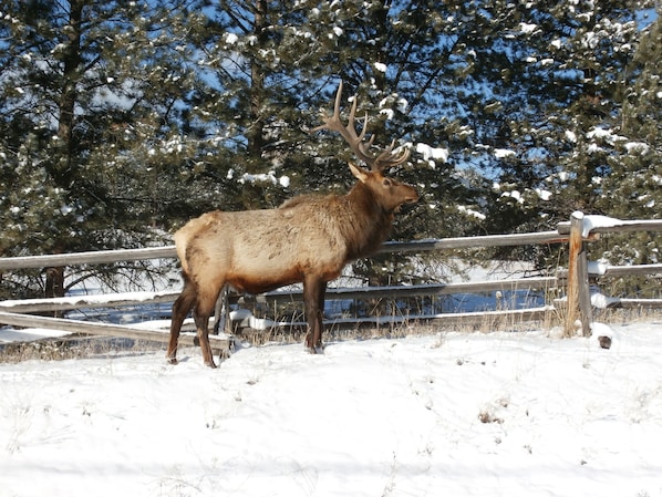Local Wildlife (bull elk)