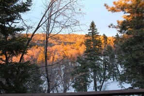 Look out from the deck to forest