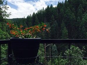 Hummingbird visitors 