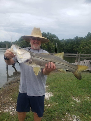 Snook caught off our new dock 4th of July weekend!!!!!! (dock not pictured) 