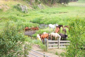 Horses grazing in the pasture along Spring Creek.