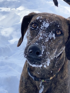 Well-mannered canines are always welcome at Redhawk Retreat!