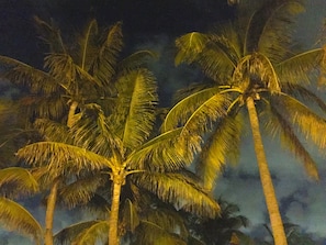 Palms