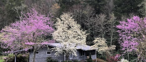 Redbuds and dogwoods surround Myra's in April.
