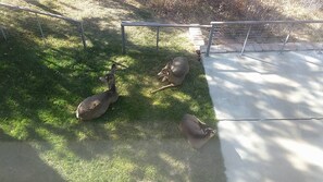 local visitors