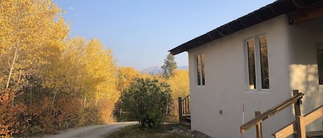 Aspens Changing in Autumn