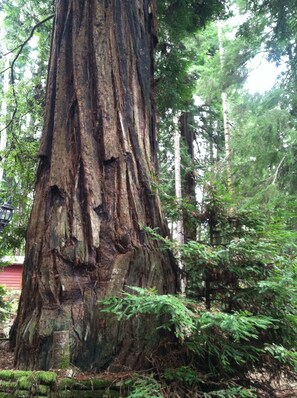 Old growth redwoods right out side your door!