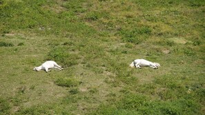 horses resting in front of my terrace, a good example of a peaceful place 