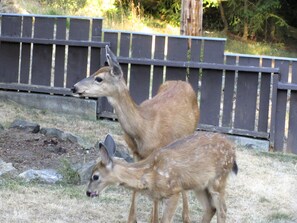 Deer in the Front Yard