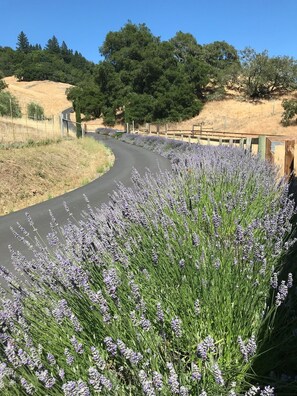 Roadway in the summer