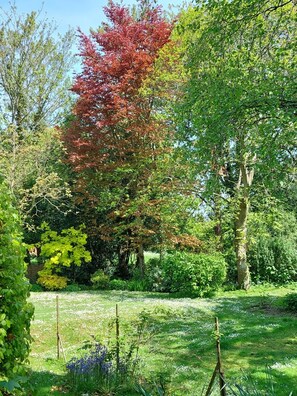 The garden, just as the leaves are turning.