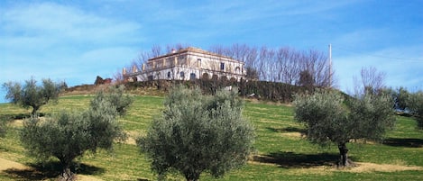 The villa in winter with olive grove