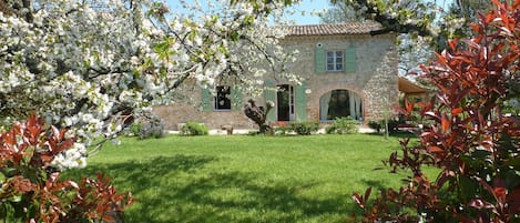 La pelouse devant la maison et le cerisier en fleurs.