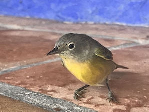 Birdwatcher's love my porch