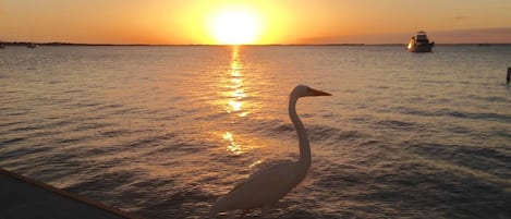 Sunset Serenity at Moon Bay! Our Great Egret making his daily appearance!