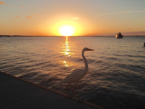 Sunset Serenity at Moon Bay! Our Great Egret making his daily appearance!