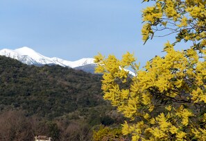 Vue sur le Canigou enneigé et les mimosas au mois de mars...