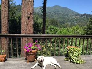 View from deck. Dog not included!