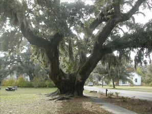 Historic McClellanville is a one of a kind experience you won't regret. 