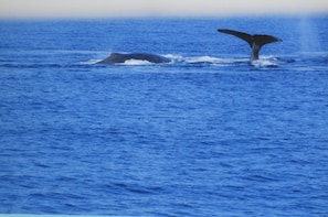 Whales Viewed from Whaler 1063