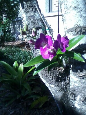 Orchid, just outside the Front Door.