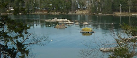 View of Pigs Cove at high tide looking at Capital Island and beyond.
