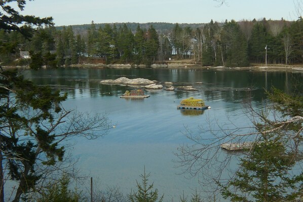 View of Pigs Cove at high tide looking at Capital Island and beyond.
