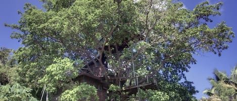 House in a fig tree