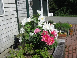 Dianne's prize tree peony