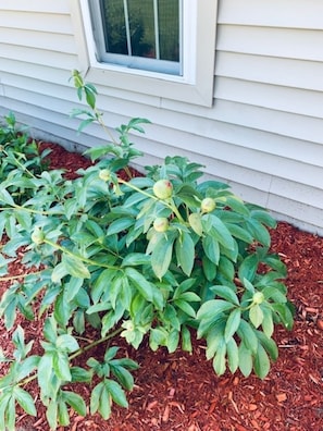 Garden flowers before blooming