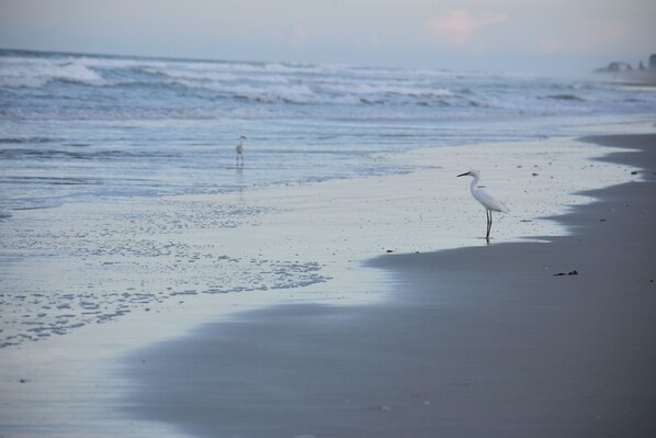 Beach Wildlife