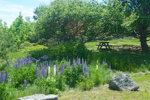 Spring lupine by the garden