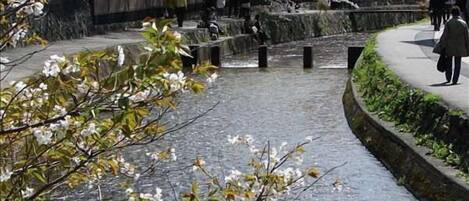 View Along the Shirakawa Canal Near Koto Inn, Kyoto.