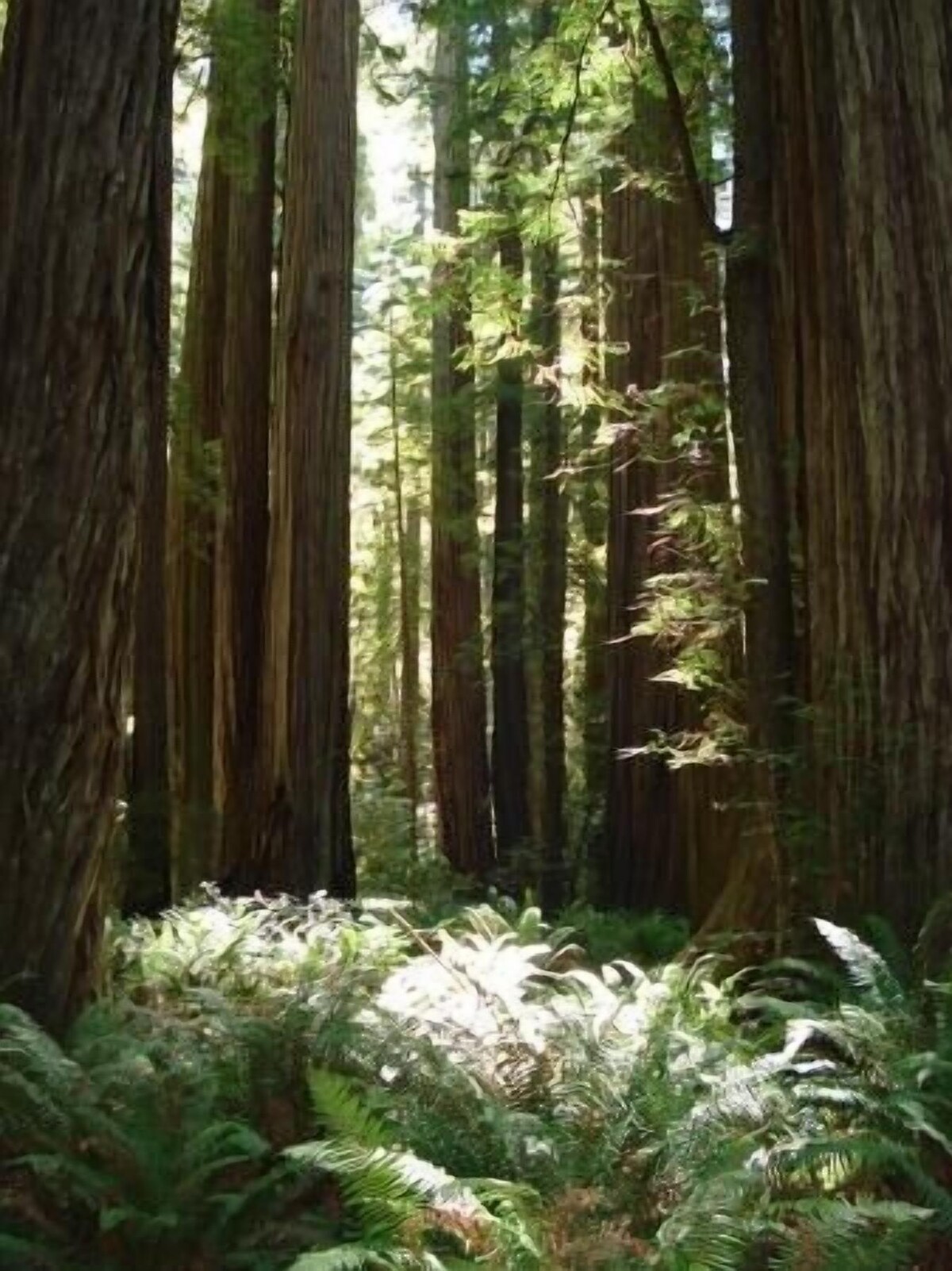 Footsteps to Pebble Beach & Short Drive to Redwoods