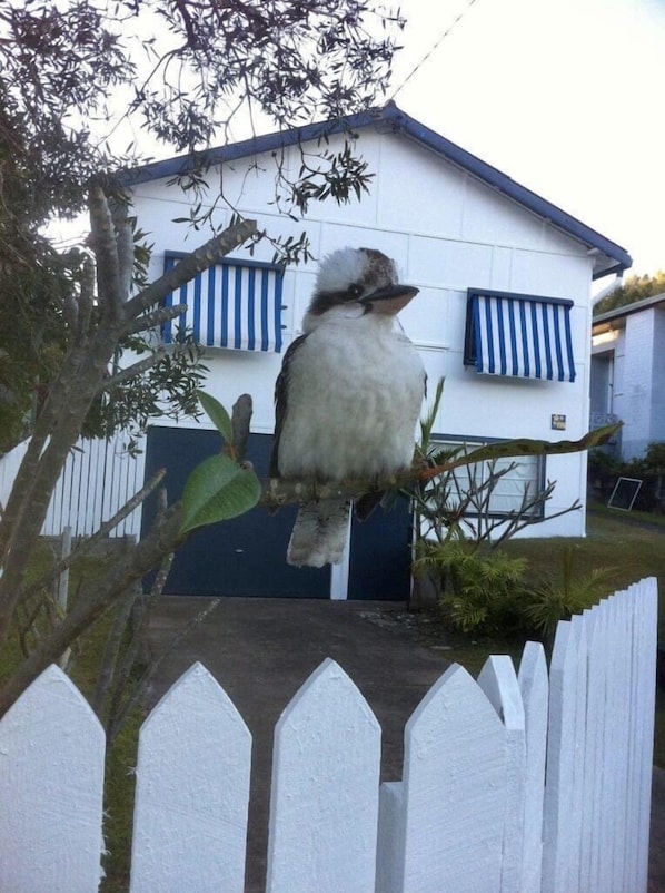 Welcome to Finns beach house. 4 bedroom beachfront pet friendly