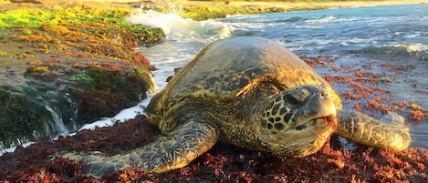 Green sea turtle enjoying seaweed off the rocks on north shore Oahu.