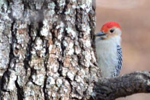 Greetings! Wild birds visit us all seasons