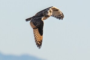 Short eared owls winter nearby in the Samish Flats.