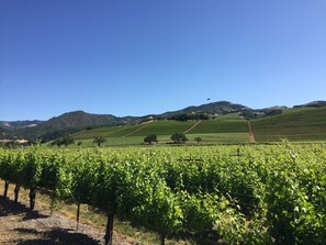 Kenwood valley vineyards vistas, incl. Chateau St. Jean, Kenwood, St. Francis...