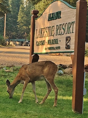 Beautiful & hungry visitor
