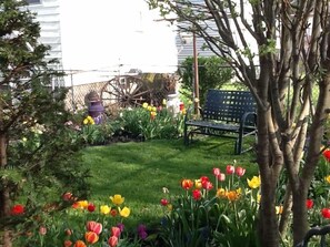 Early Spring with beautiful tulips in the back yard. 