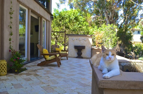 Patio & "Whiskers". Note: we love pets but do not allow them in the apartment.
