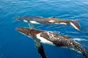Divers