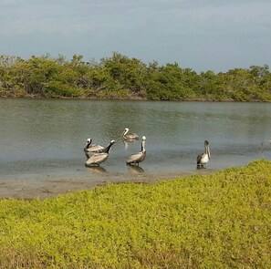 Critical wildlife area near Estero Beach & Tennis Club