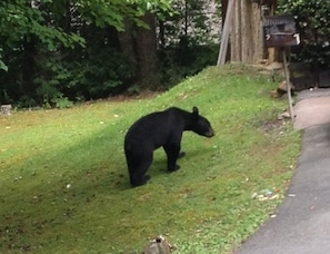 Closeup: Bear across the street.