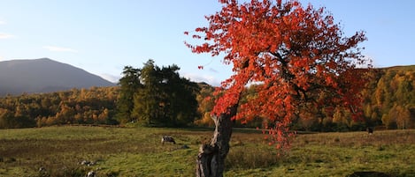 Overnattingsstedets uteområder