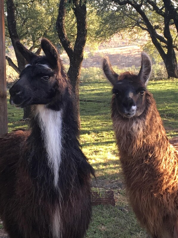 Buffalo Bend Ranch house residents.
